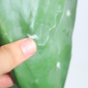 Nhà Máy Bán buôn giá thực tế lớn nhân tạo cây xương rồng Bonsai cho ngoài trời/trong nhà Nồi trang trí Giáng sinh VƯỜN nhà sử dụng - Product Image 4