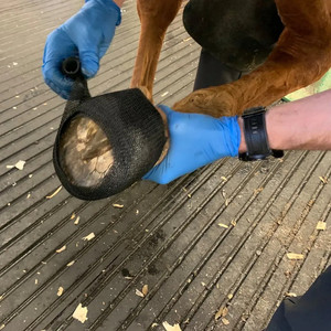 I più venduti 4 pollici zoccoli equini <span class=keywords><strong>Cast</strong></span> per Hoof Care Vet Wrap Bandage Tape per cavallo - Product Image 3