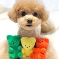 Jouet en peluche couineur pour chiens et chats, ours coréen en gomme, style décontracté de luxe, mignon, avec fonction sonore BB