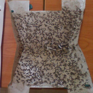 Piège à phéromones pour la mite du diamant, pour Plutella xylostella et DBM, contrôle des insectes agricoles écologique - Product Image 2