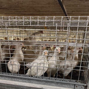 Cage de couche d'isolement de poulet de type H de haute qualité de 2.0mm d'épaisseur petite cage de ponte automatique de volaille fabriquée en Chine - Product Image 2