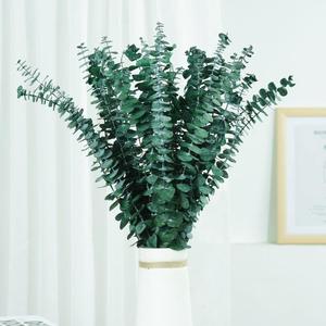 Nouveautés naturelles : Tiges d'<span class=keywords><strong>eucalyptus</strong></span> séchées et préservées, lots de <span class=keywords><strong>feuilles</strong></span> séchées du Yunnan, tendance pour les occasions de remise de diplômes et les douches. - Product Image 1
