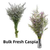 Nouvelle Caspia à tige fine de 60-65 cm, couleur uniforme, cueillie le jour même, Caspia blanche pour la décoration de la maison