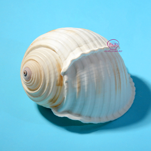 Bán Sỉ Vỏ Ốc Sên Vỏ Sò Biển Lớn Với Giá Tốt Nhất - Product Image 2