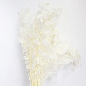 Été Flora En Gros décoratif fleurs naturelles préservées lunaria pour la décoration intérieure - Product Image 4