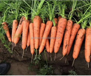 Carottes fraîches biologiques <span class=keywords><strong>de</strong></span> l'usine <span class=keywords><strong>de</strong></span> Chine fabricant utilisé pour <span class=keywords><strong>la</strong></span> <span class=keywords><strong>culture</strong></span> des aliments - Product Image 5