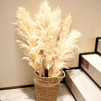 Plumes de roseaux de pampa naturelles séchées, grandes et moelleuses, pour mariage bohème, décoration de maison, vase au sol, décoration de ferme, vente en gros