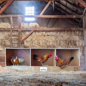 Œuf de ranch robuste: poulailler en bois primitif, nichoirs triples pour 3 poules/poulets, brun naturel - Product Image 5