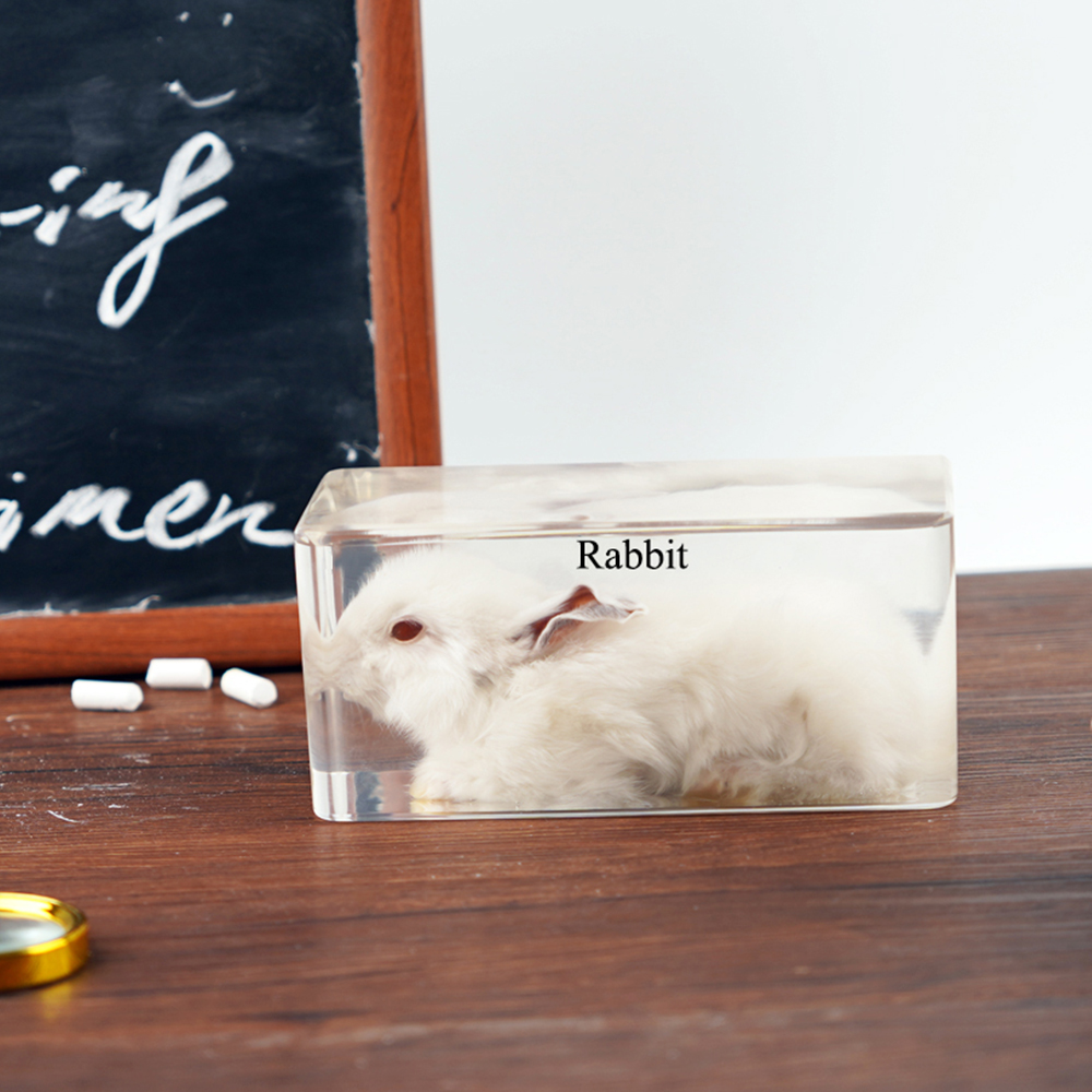 Реалистичный кролик таксидермы, акриловый образец, смола, ремесло, Обучающие ресурсы для детей, дошкольное обучающее оборудование