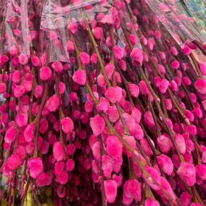 Hochwertige B-2596 konservierte Blumen Pflanzen <span class=keywords><strong>Pussy</strong></span> <span class=keywords><strong>Willow</strong></span> Red Salix Silver <span class=keywords><strong>Willow</strong></span> für Weihnachts dekoration - Product Image 5