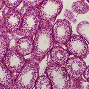 מיקרוסקופ ביולוגי BS-2020B רב-תחומי מיקרוסקופ ביולוגי קלאסי - Product Image 3