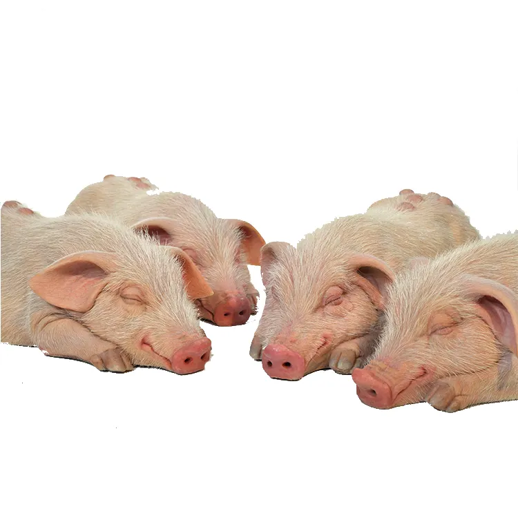 현실적인 생활 크기 동물 돼지 실리콘 미니 왁스 동상 선물
