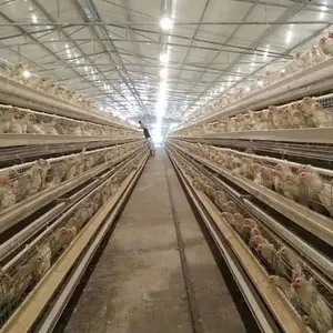 Hot Galvanizing Factory Supply Hot Sale Modern Design Automation A Types Chicken Cage
