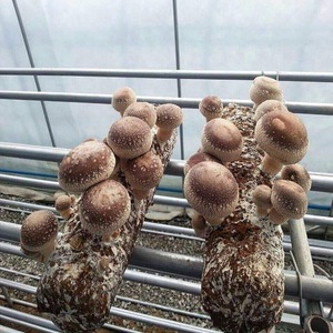 Detan Chất lượng cao nhà máy sản xuất nấm <span class=keywords><strong>Shiitake</strong></span> sinh sản có sẵn quanh năm - Product Image 1