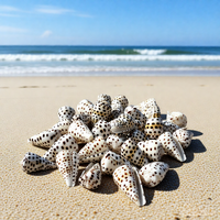 Coquillages naturels en vrac Conus Ebraeus (coquille de bernard-l'ermite) pour pendentifs de bijoux hawaïens DIY (colliers, boucles d'oreilles)