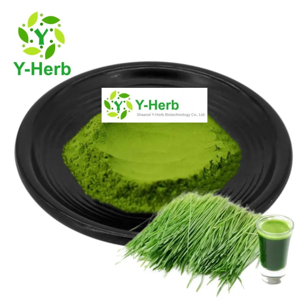 Organic Barley Grass/Wheat Grass/Wheatgrass Juice Concentrate Extract Powder Bulk Wheat Grass Powder