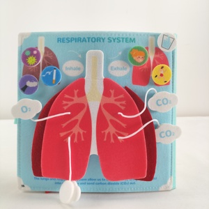 Thiết kế mới giáo dục mầm non vải khoa học cơ thể con người giải phẫu Sách Học Tập Về cấu trúc cơ thể cuốn sách bận rộn cho trẻ em - Product Image 4