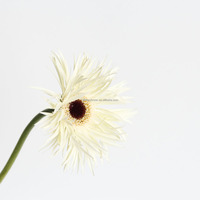 Pengiriman Langsung Pabrik Grosir Bunga Gerbera Berbulu untuk Dekorasi Pernikahan