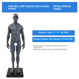 Modèle d'artiste anatomique en PVC de 30cm-Femme Homme pour la formation CG Dessin Sculpture Art Education Focus Muscle Structure squelettique - Product Image 3