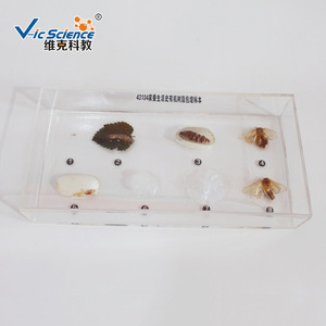 Nuevos especímenes del ciclo de vida del gusano de la seda en resina; muestras de animales y plantas en resina orgánica; escuela primaria y secundaria - Product Image 3