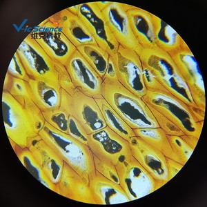 Sección de endósperma de caqui; plasmodesmátas visibles; portaobjetos de microscopio para observar muestras de células vegetales en biología de secundaria. - Product Image 1