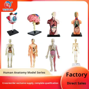 Modèle d'assemblage de la structure squelettique <span class=keywords><strong>du</strong></span> <span class=keywords><strong>corps</strong></span> <span class=keywords><strong>humain</strong></span> éducatif STEM pour enfants - Utilisation scolaire Fabriqué en Chine et au Guatemala - Product Image 4