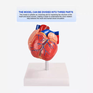 Bix-a1068 Doğal Boyutta İnsan Anatomik Kalp Modeli Gelişmiş PVC Dayanıklı ISO Sertifikalı Tıp Bilimi için Öğretim Kaynağı - Product Image 4