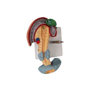 Anatomie Van Het Menselijk Lichaam Model Ziekten Van <span class=keywords><strong>Pancreas</strong></span> Milt Galblaas Anatomisch <span class=keywords><strong>Pancreas</strong></span> Model - Product Image 5