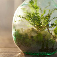 Petit projecteur sur pied Terrarium Mini Terrarium Serre Coffrets cadeaux pour femmes Terrarium pour plantes
