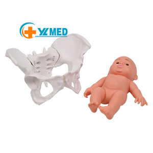 PVC allattare bacino manichino insegnamento medico modello bambino con il bacino femminile flessibile modello di <span class=keywords><strong>scheletro</strong></span> dell'anca formazione - Product Image 1