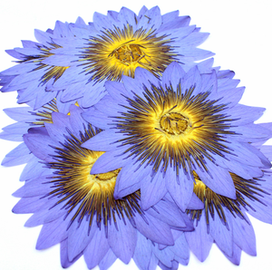 Lirio de Agua Azul Seco y Prensado Natural, para Decoraciones, Especímenes de Plantas y Flores - Product Image 4