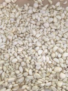 Angelon graines de citrouille noir ail pelé tri machine - Product Image 3