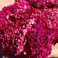 Buket Bunga Kering Anna Hydrangea Daun Besar - Dekorasi Rumah Pesta Liburan Bahan Awet Tahan Lama Hari Ibu Wisuda
