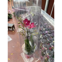 Boîte de rangement en plastique à bon prix, emballage à clapet sous blister de forme personnalisée pour plantes