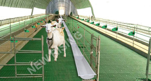 Panneau de sol à lattes renforcé en plastique vierge à 100 % pour moutons et chèvres, avec système <span class=keywords><strong>d</strong></span>'interverrouillage sans soudure, pour la gestion des fumiers dans les enclos à moutons - Product Image 6