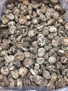 Nấm <span class=keywords><strong>Shiitake</strong></span> Chất lượng cao/nấm hoa/thành phần súp, chất lượng mới nhất - Product Image 5