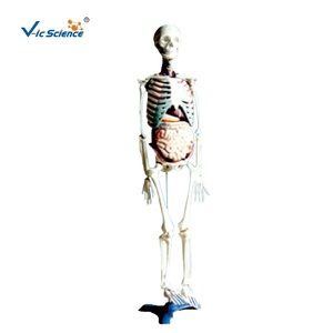Squelette <span class=keywords><strong>humain</strong></span> <span class=keywords><strong>de</strong></span> science médicale avec modèle d'organes internes modèle <span class=keywords><strong>de</strong></span> squelette <span class=keywords><strong>humain</strong></span> anatomique - Product Image 1