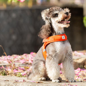 Harnes hewan peliharaan kulit sapi terlaris mantel gaya bendera Amerika dengan tali untuk <span class=keywords><strong>harness</strong></span> hewan peliharaan anjing - Product Image 6