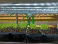 Système de jardinage hydroponique vertical UniFarm Mini avec double irrigation par flux et reflux et pulvérisation, contrôlable par application intelligente