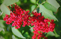 Fournisseur de l'extrait pur de fruits d'églantier, poudre naturelle d'églantier