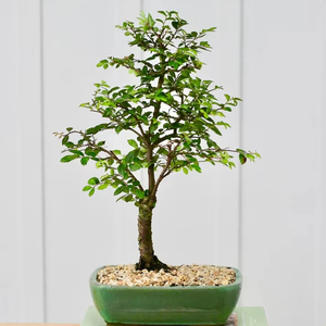 Kit de inicio de bonsái <span class=keywords><strong>Crassula</strong></span> de Jade Hunter único de 20cm, maceta de estilo rural, flor Artificial para el hogar, guardería, granja colgante - Product Image 2
