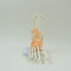Fournisseur direct d'usine de modèles fonctionnels d'articulations du pied, modèles de pieds pour l'enseignement et la formation des médecins, y compris les ligaments et - Product Image 2
