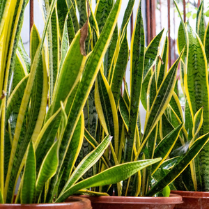 Planta de Sansevieria de Primera Calidad, Bajo Mantenimiento, Purificadora de Aire, Follaje Ornamental para Interiores, Planta Viva de Botani Seed Indonesia - Product Image 1
