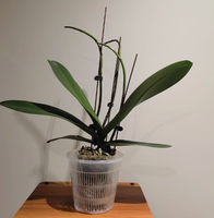 Pot de fleurs en plastique PP rond blanc transparent avec fentes, fournitures de jardin en gros, pot fileté