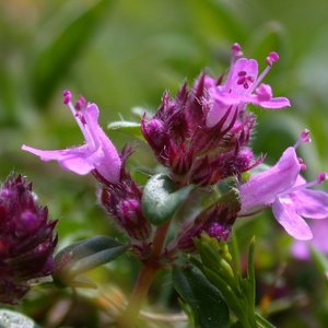 <span class=keywords><strong>Rainbow</strong></span> Supply Thymus Mongolicus Ronn / Poudre de Thym / Extrait de Thymus Vulgaris de Qualité Supérieure - Product Image 3