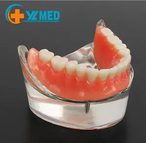 Medizinische Wissenschaft hohe Qualität und bester Preis Fabrik Direkt verkauf Zahn modell für Colgate