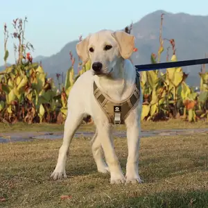 Correa acolchada de malla suave reflectante para perro, arnés ajustable de lujo con logotipo personalizado, sin tirones, servicio al por mayor