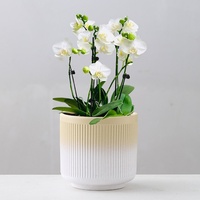 Pot de fleurs en céramique à rayures verticales de style nordique minimaliste, taille moyenne/grande, pour la maison, le bureau, le balcon, la table, Phalaenopsis