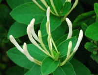 Poudre de fleur de chèvrefeuille naturelle pure, extrait de chèvrefeuille à 20 % pour extrait végétal