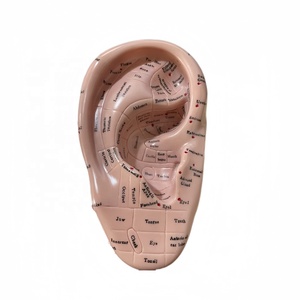 Haute qualité nouvelle oreille d'acupuncture 17CM anglais modèle de formation médicale vente directe d'usine - Product Image 1